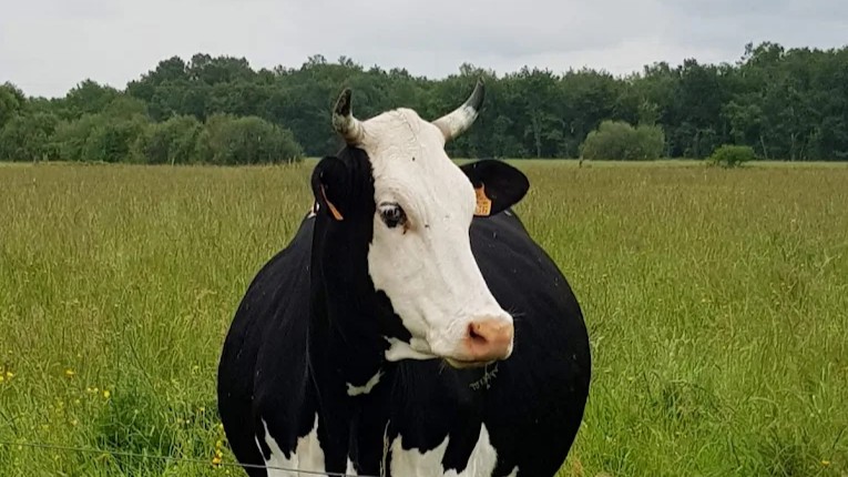 vache des jarouilles